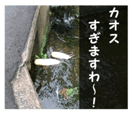 my photo.003 sticker #13766742