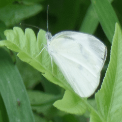 Nature Scenery Record Photo
