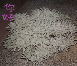 Nature Scenery Record Photo sticker #13768270