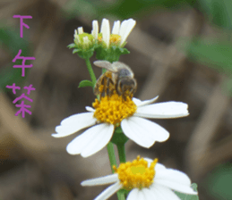 Nature Scenery Record Photo sticker #13768276