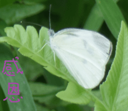 Nature Scenery Record Photo sticker #13768277