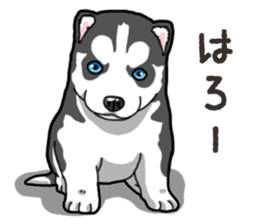 Wanko-Biyori Puppy of Siberian husky 2 sticker #13771934