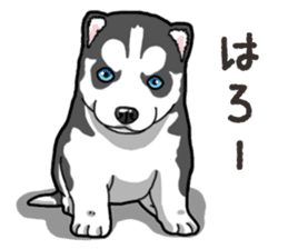 Wanko-Biyori Puppy of Siberian husky 2 sticker #13771934