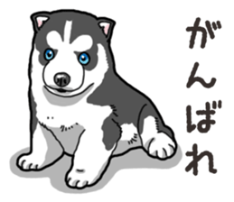Wanko-Biyori Puppy of Siberian husky 2 sticker #13771935