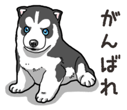 Wanko-Biyori Puppy of Siberian husky 2 sticker #13771935