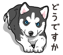 Wanko-Biyori Puppy of Siberian husky 2 sticker #13771936