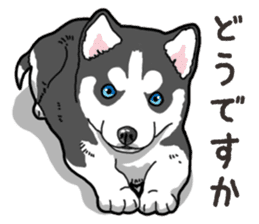 Wanko-Biyori Puppy of Siberian husky 2 sticker #13771936