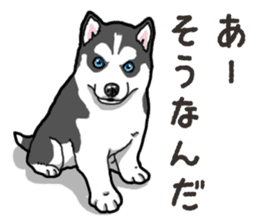 Wanko-Biyori Puppy of Siberian husky 2 sticker #13771937