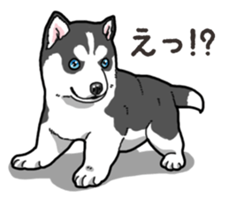 Wanko-Biyori Puppy of Siberian husky 2 sticker #13771939