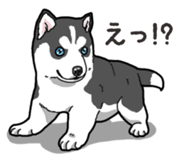 Wanko-Biyori Puppy of Siberian husky 2 sticker #13771939