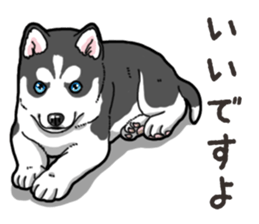 Wanko-Biyori Puppy of Siberian husky 2 sticker #13771940