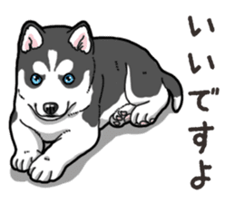 Wanko-Biyori Puppy of Siberian husky 2 sticker #13771940