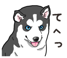 Wanko-Biyori Puppy of Siberian husky 2 sticker #13771941