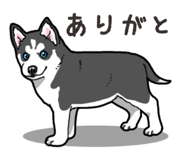 Wanko-Biyori Puppy of Siberian husky 2 sticker #13771943