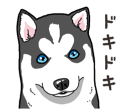 Wanko-Biyori Puppy of Siberian husky 2 sticker #13771944