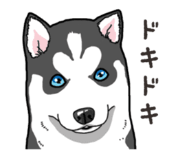 Wanko-Biyori Puppy of Siberian husky 2 sticker #13771944