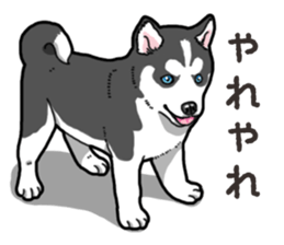 Wanko-Biyori Puppy of Siberian husky 2 sticker #13771945
