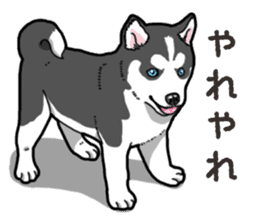 Wanko-Biyori Puppy of Siberian husky 2 sticker #13771945