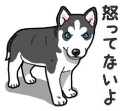 Wanko-Biyori Puppy of Siberian husky 2 sticker #13771947