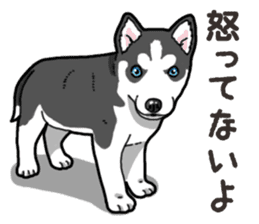 Wanko-Biyori Puppy of Siberian husky 2 sticker #13771947