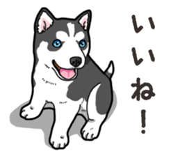 Wanko-Biyori Puppy of Siberian husky 2 sticker #13771948