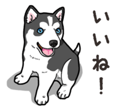 Wanko-Biyori Puppy of Siberian husky 2 sticker #13771948