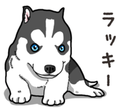 Wanko-Biyori Puppy of Siberian husky 2 sticker #13771949