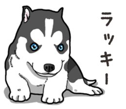 Wanko-Biyori Puppy of Siberian husky 2 sticker #13771949