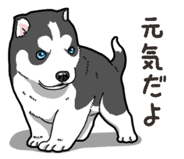 Wanko-Biyori Puppy of Siberian husky 2 sticker #13771951