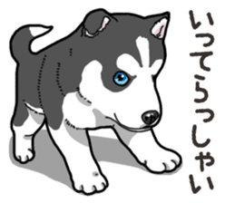 Wanko-Biyori Puppy of Siberian husky 2 sticker #13771952