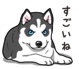 Wanko-Biyori Puppy of Siberian husky 2 sticker #13771956