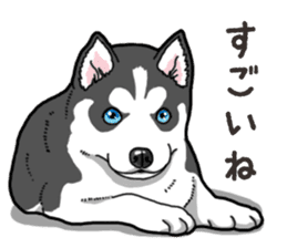 Wanko-Biyori Puppy of Siberian husky 2 sticker #13771956