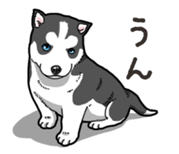 Wanko-Biyori Puppy of Siberian husky 2 sticker #13771959