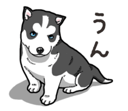 Wanko-Biyori Puppy of Siberian husky 2 sticker #13771959