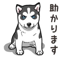 Wanko-Biyori Puppy of Siberian husky 2 sticker #13771960