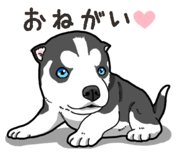 Wanko-Biyori Puppy of Siberian husky 2 sticker #13771963