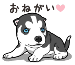 Wanko-Biyori Puppy of Siberian husky 2 sticker #13771963