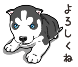 Wanko-Biyori Puppy of Siberian husky 2 sticker #13771969