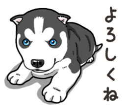 Wanko-Biyori Puppy of Siberian husky 2 sticker #13771969