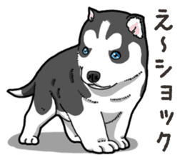 Wanko-Biyori Puppy of Siberian husky 2 sticker #13771971