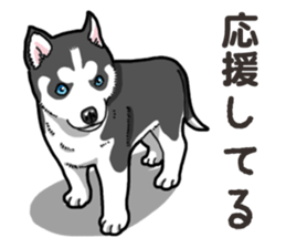 Wanko-Biyori Puppy of Siberian husky 2 sticker #13771973