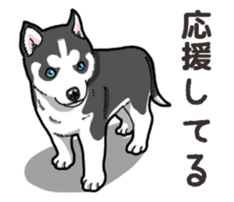 Wanko-Biyori Puppy of Siberian husky 2 sticker #13771973