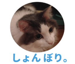 Ruri photo sticker sticker #13772063