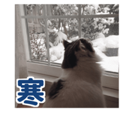 Ruri photo sticker sticker #13772072