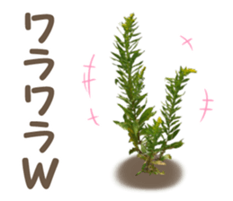 The weed sticker #13772760