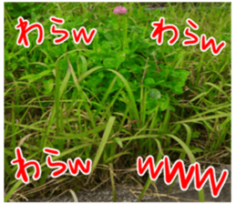 The weed sticker #13772761