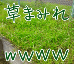 The weed sticker #13772762