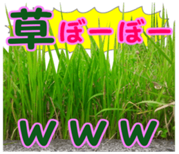 The weed sticker #13772763