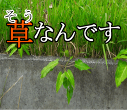 The weed sticker #13772766