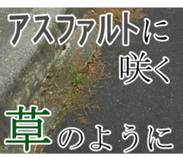 The weed sticker #13772771